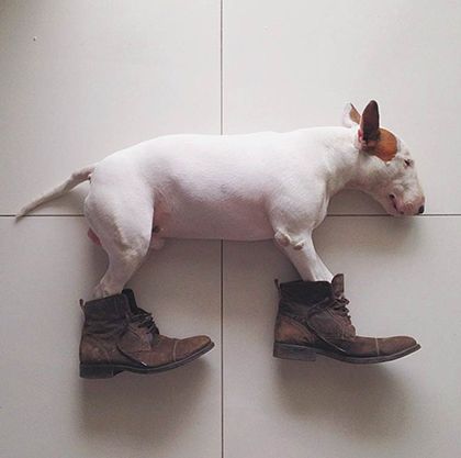 rafael mantesso instagram bull terrier 1