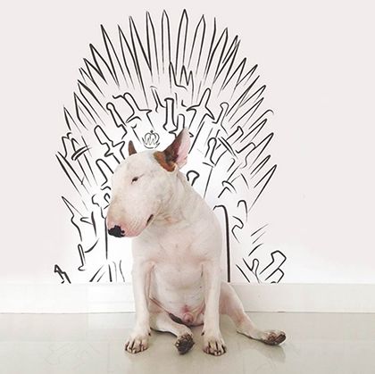 rafael mantesso instagram bull terrier 11