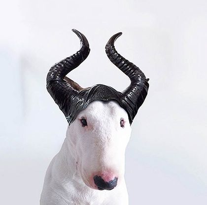 rafael mantesso instagram bull terrier 12