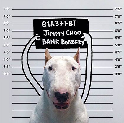 rafael mantesso instagram bull terrier 13