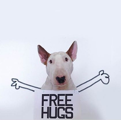 rafael mantesso instagram bull terrier 14