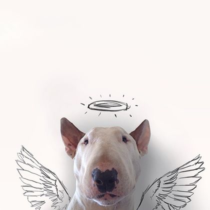 rafael mantesso instagram bull terrier 17