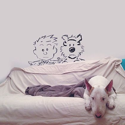 rafael mantesso instagram bull terrier 19