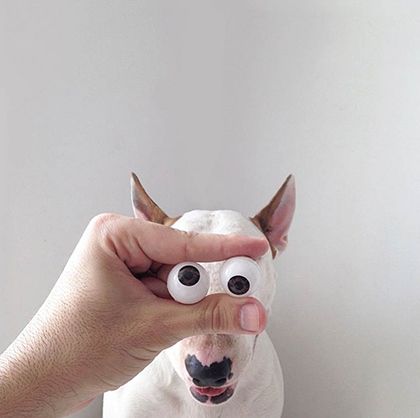 rafael mantesso instagram bull terrier 2