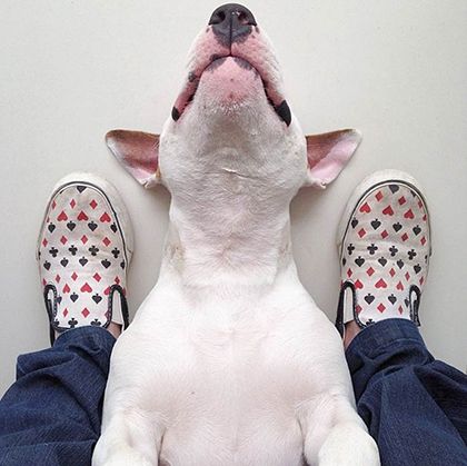 rafael mantesso instagram bull terrier 20