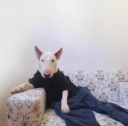 rafael mantesso instagram bull terrier 23