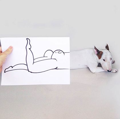 rafael mantesso instagram bull terrier 6