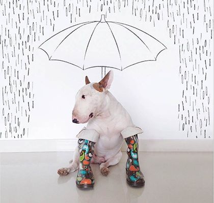 rafael mantesso instagram bull terrier 8