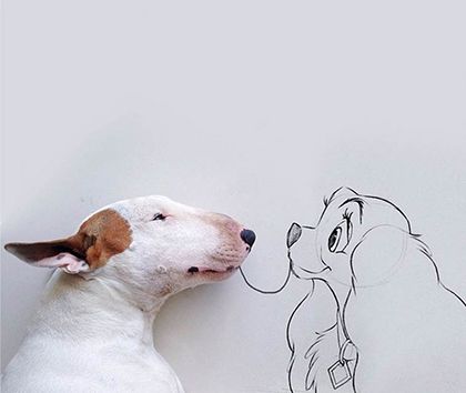 rafael mantesso instagram bull terrier 9