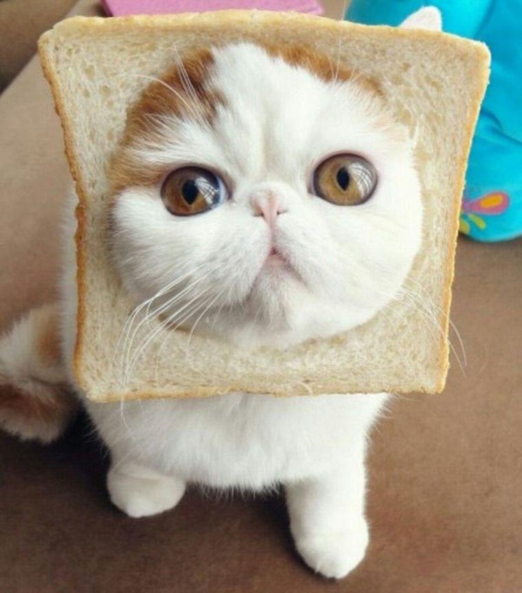 famous cat bread face