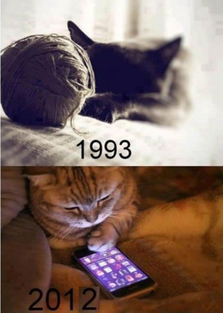 les chats en 1993 et 2012