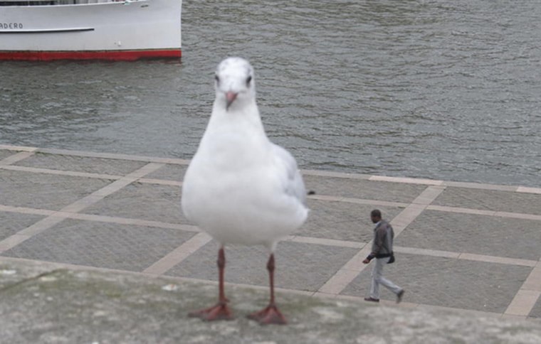 illusion mouette et homme