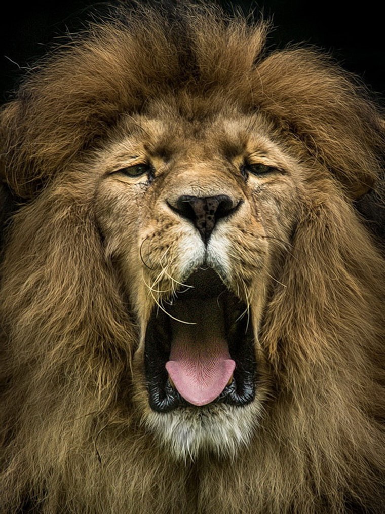 lion qui baille