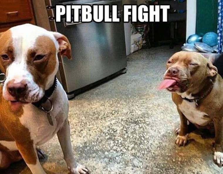 pitbull combat