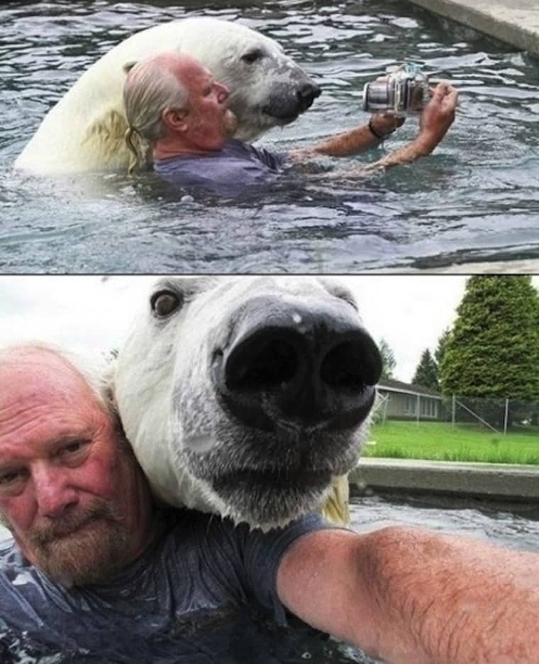 seflie avec un ours polaire