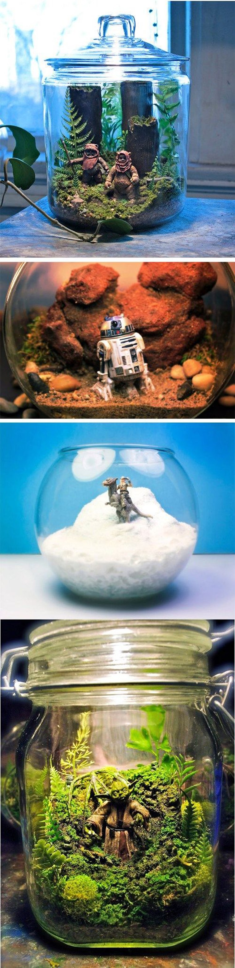 starwars terrarium