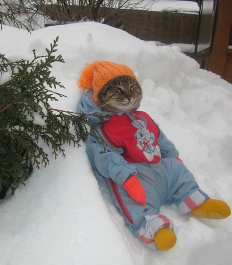 un chat en tenue de ski