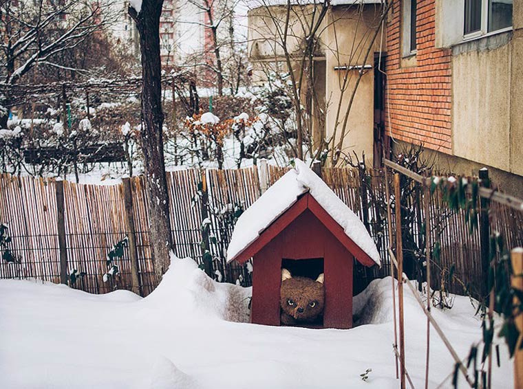 hajdu tamas chien peluche dans sa niche