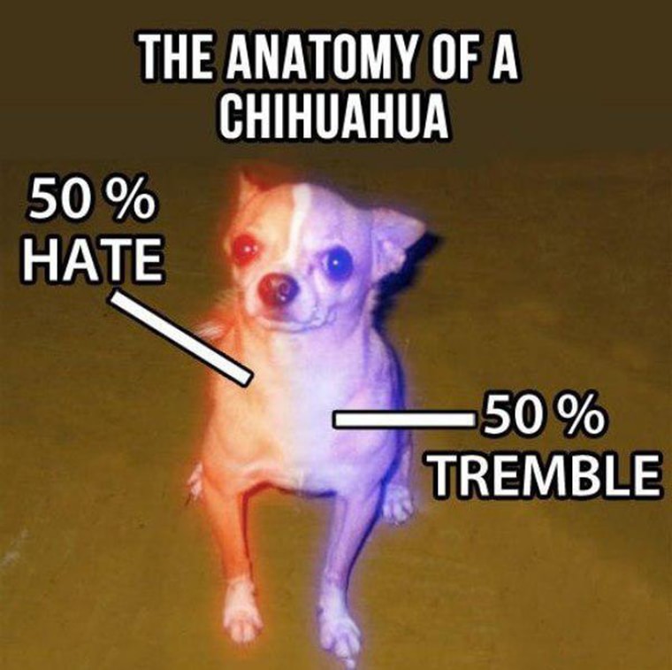 anatomie d un chihuahua