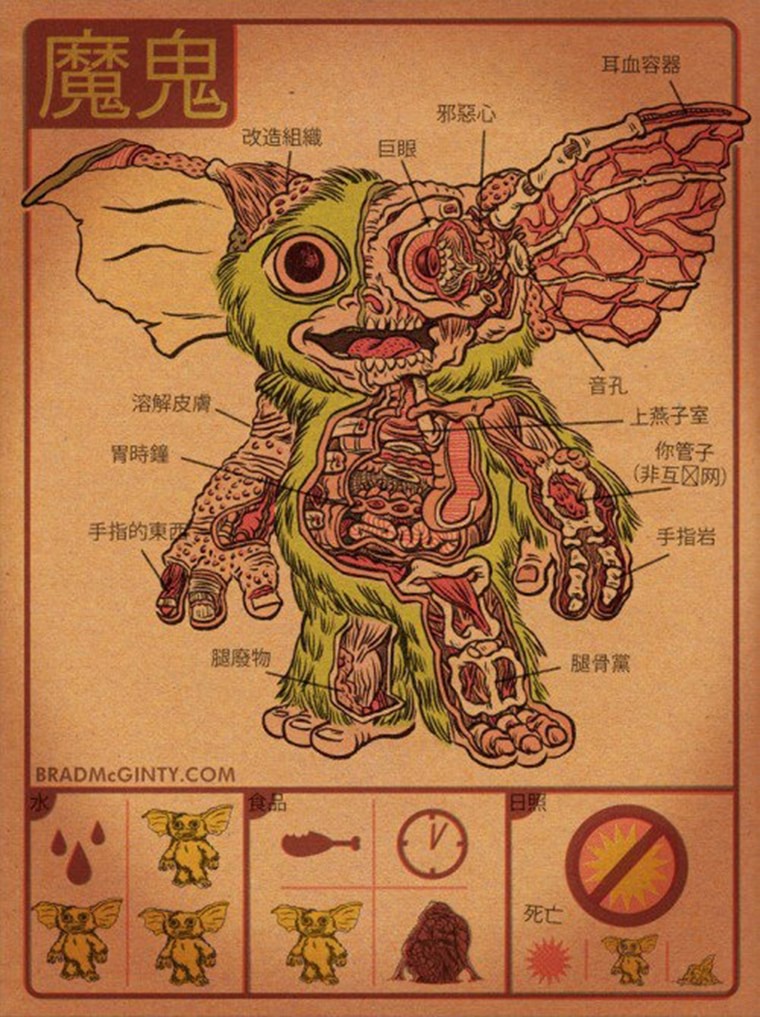 anatomie d un mogwai