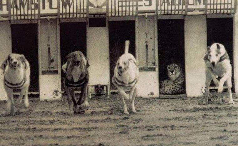 course de chien avec un leopard