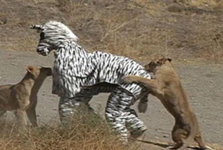 faux zebre et vrai lion