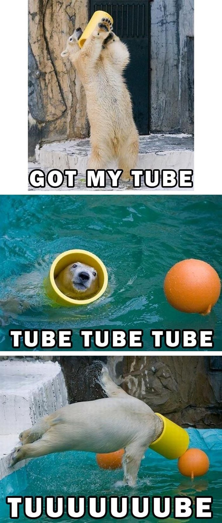 tube et ours polaire