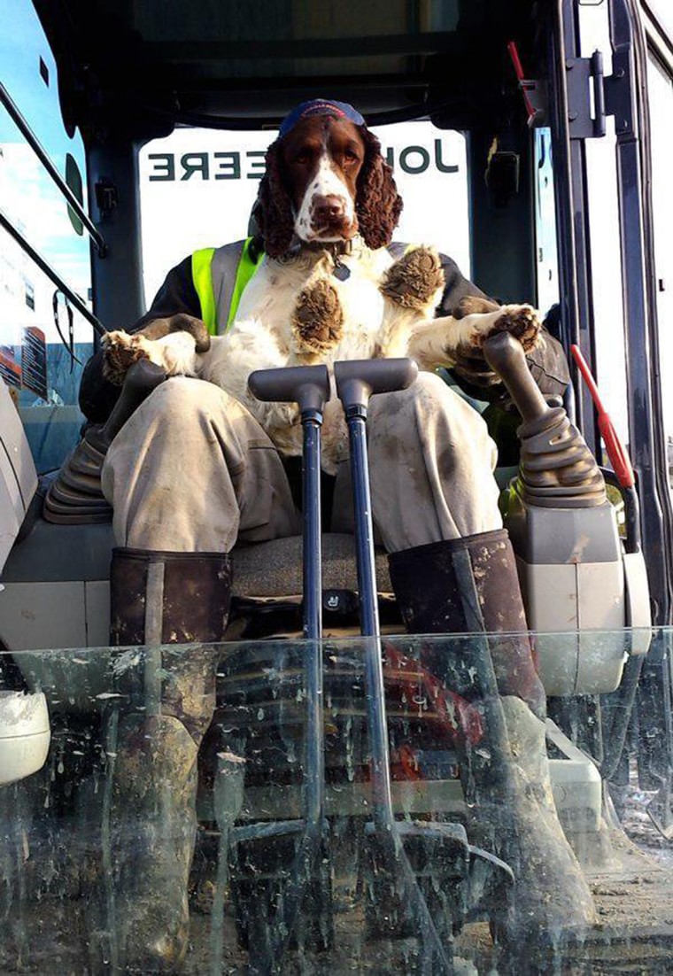 un chien agriculteur tracteur