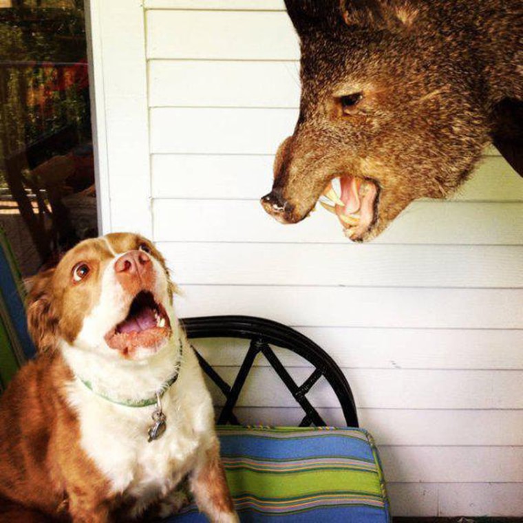 un chien peureux sanglier empaille