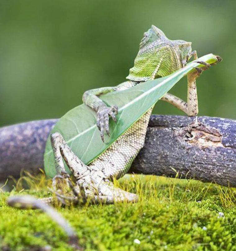 humour cameleon qui joue de la guitare