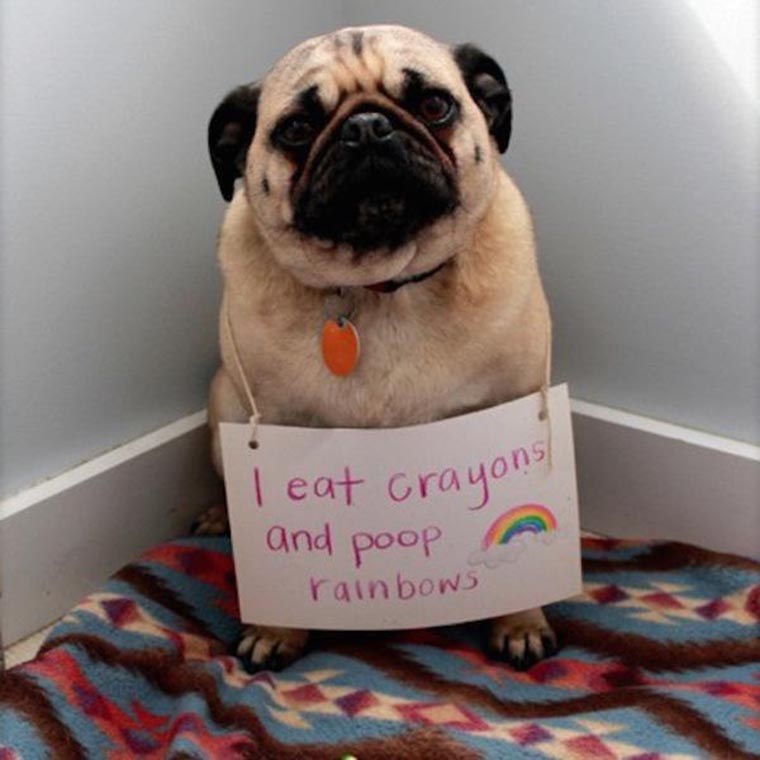 humour chien je mange des crayons et chie des arcs en ciel