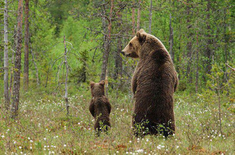 humour un ours et son ourson qui pissent debout