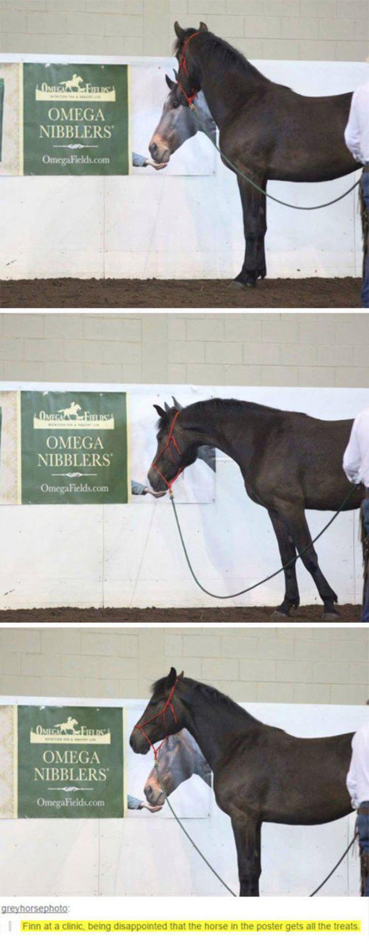 un cheval se fait avoir avec une publicite