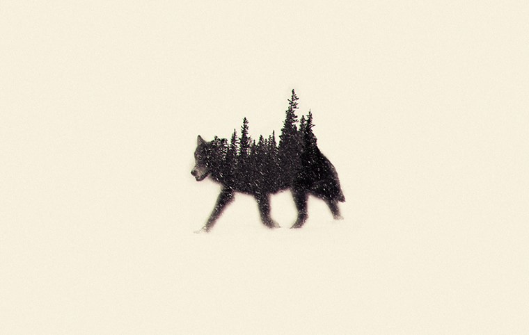 wolf