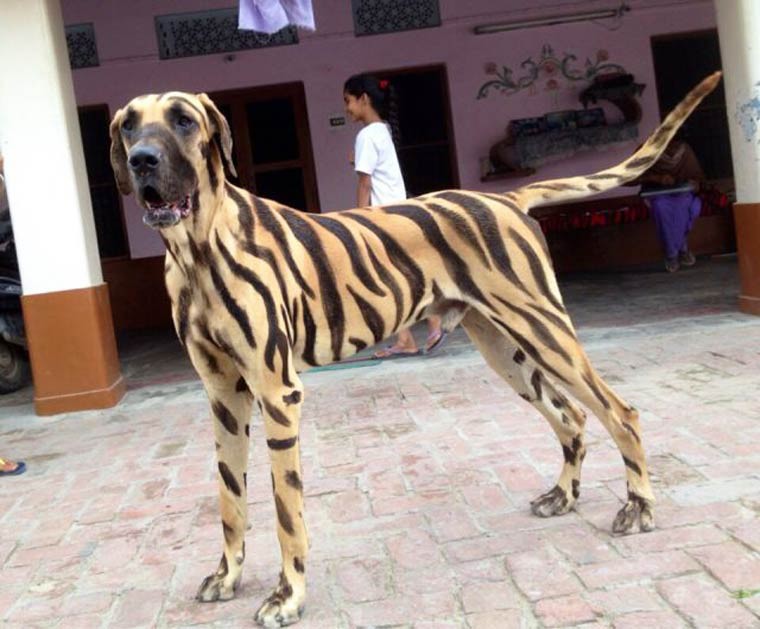 le chien tigre nouvel espece