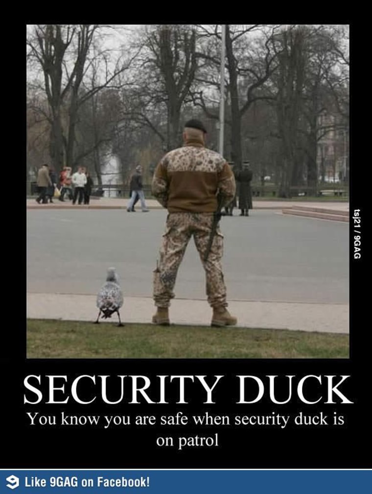 security duck