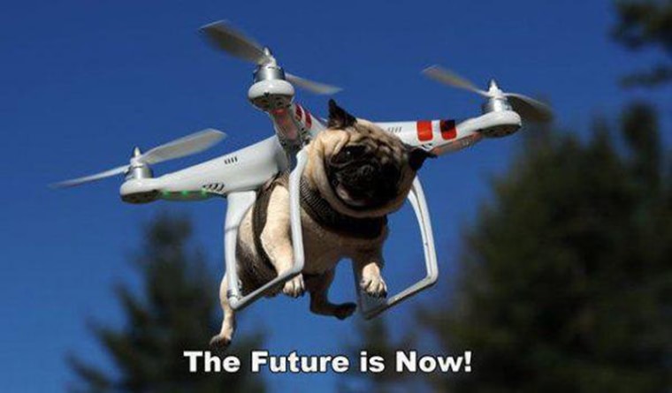 un chien drone