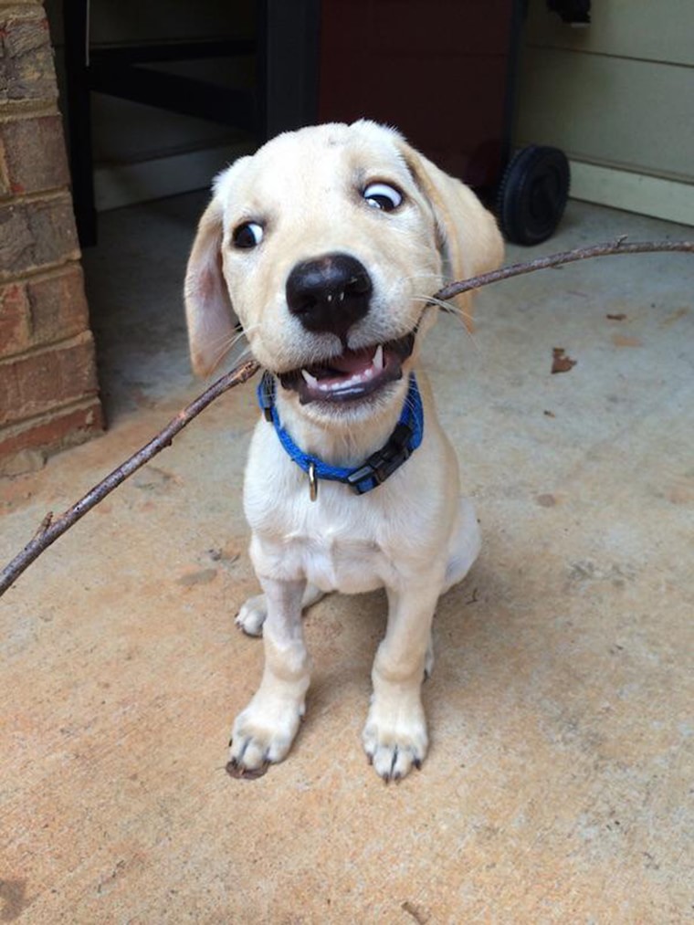 un chiot joue avec un baton