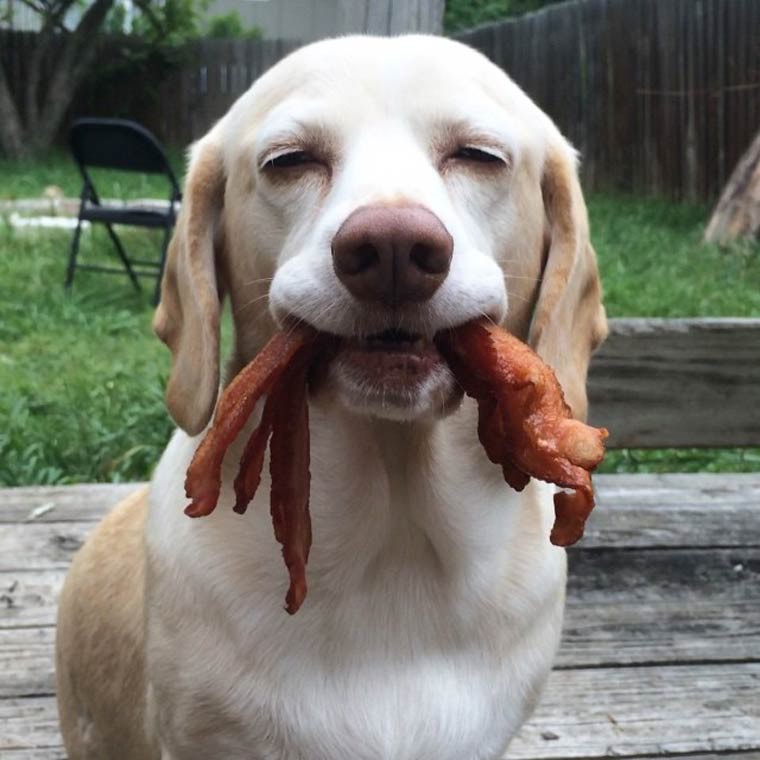 un labrador kiffant son bacon