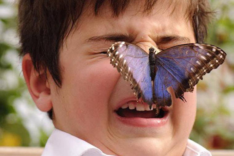 un papillon bleu se pose sur son nez