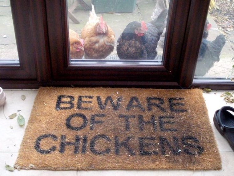 attention aux poulets