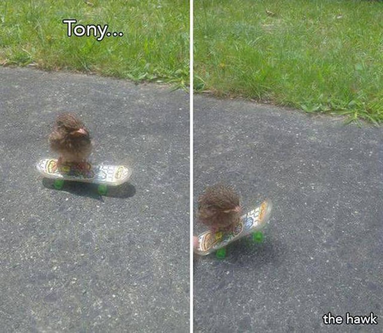 tony hawk