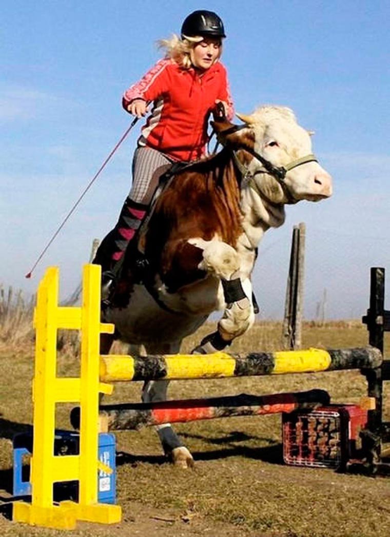 concours saut obstacle vache