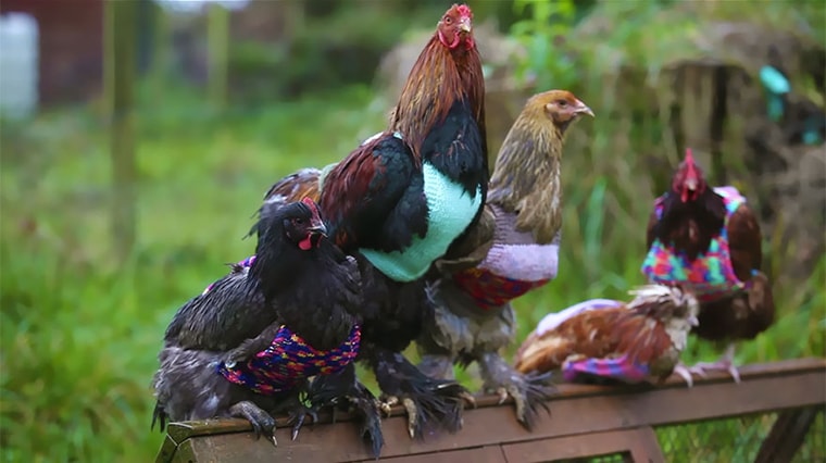 pulls et vetements pour poulet