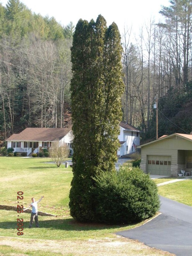 un arbre en forme de bite