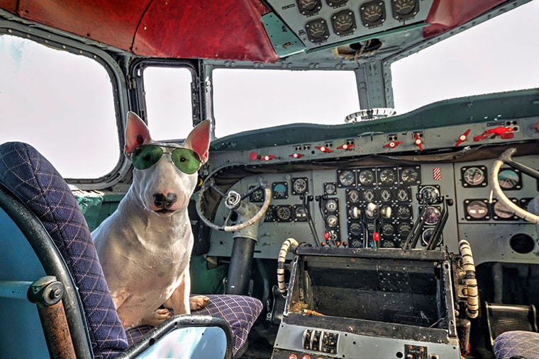 un bullterrier pilote un avion