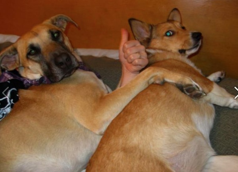 un chien content le montre avec son pouce