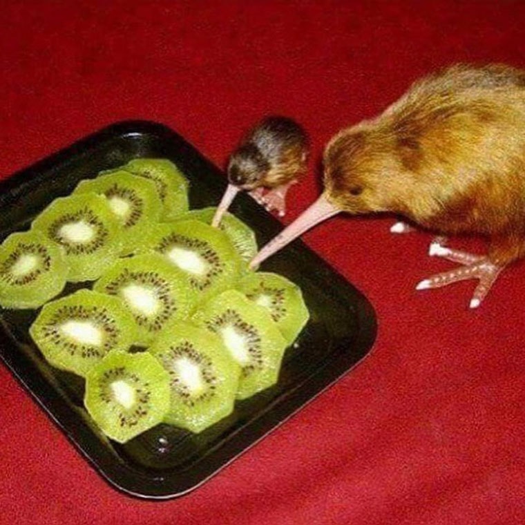 des kiwis mangeant des kiwis