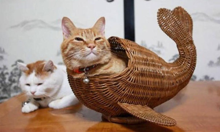 etrange poisson chat