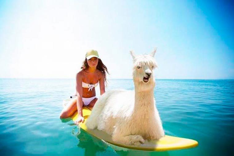 paddle lama